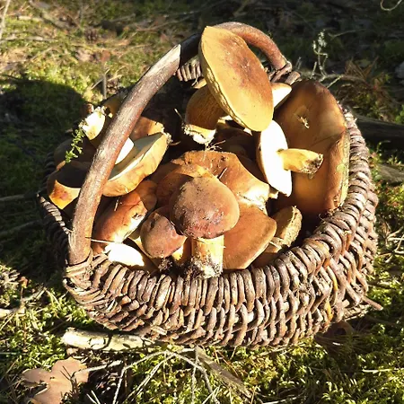 Komfortowy Zakatek Na Wzgorzu Feriehus Siedliska (Szczytno)